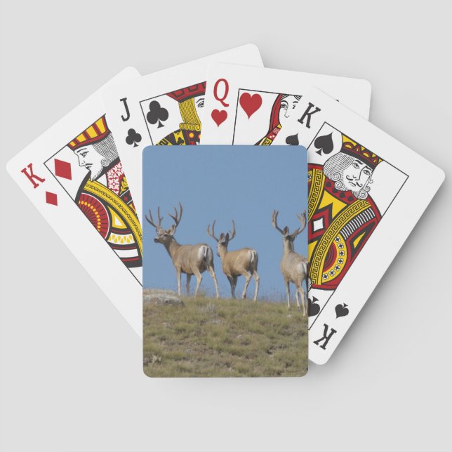 D9 Mule Deer Bucks in Velvet Sky Lined Spielkarten (Rückseite)