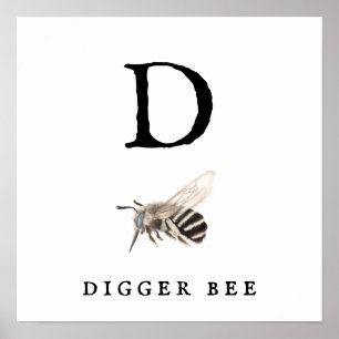 "D" Digger Bee Value Poster Paper (Matte)