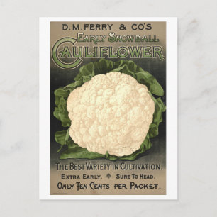 D. M. Ferry & Co. Blumenkohl-Samen-Werbung Postkarte