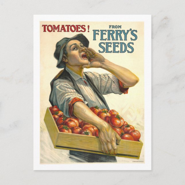 D.M. Ferry Vintag Tomato Samenwerbung Postkarte (Vorderseite)