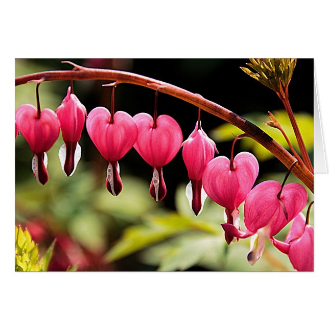 Da draußen hängende Herzen (Vorderseite (Horizontal))