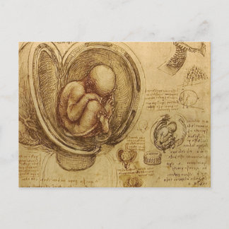 da Vinci - Embryo Sketch Postkarte