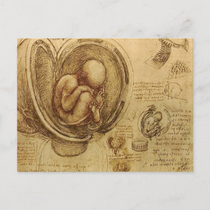 da Vinci - Embryo-Skizze Postkarte