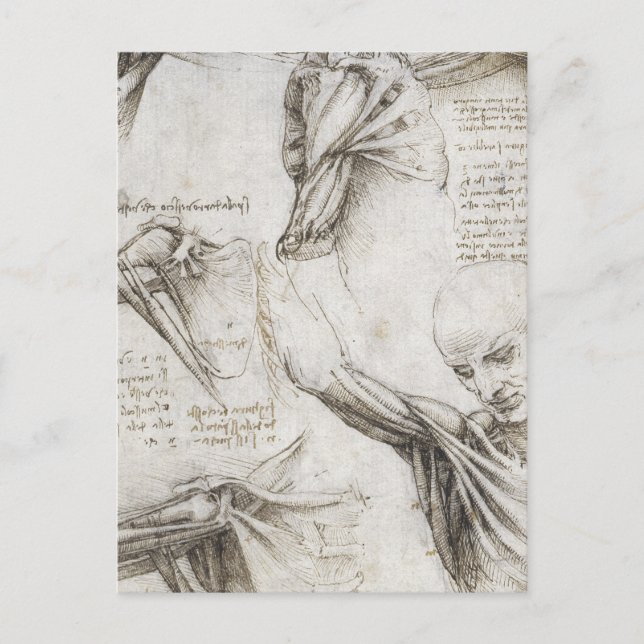 Da Vinci, Leonardo - Anatomie-Studie Postkarte (Vorderseite)