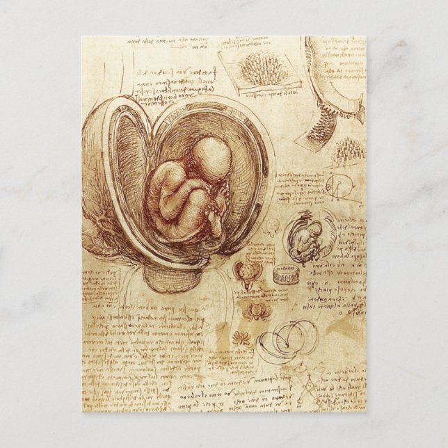 Da Vinci's Studies of Embryos Postkarte (Vorderseite)