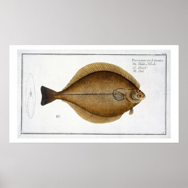 Dab (Pleuronectes Limanda) Platte XLVI von 'Ichthy Poster (Vorne)