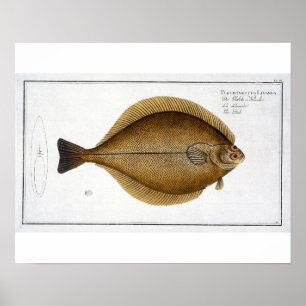 Dab (Pleuronectes Limanda) Platte XLVI von 'Ichthy Poster