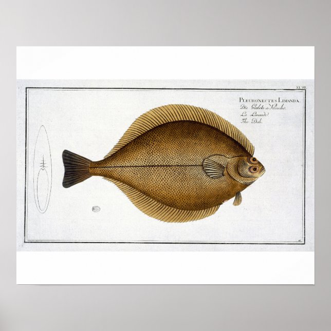 Dab (Pleuronectes Limanda) Platte XLVI von 'Ichthy Poster (Vorne)