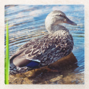 Dabbling Ripples Glasuntersetzer