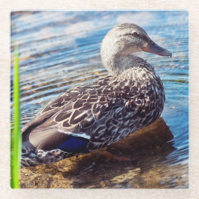 Dabbling Ripples Glasuntersetzer (Vorderseite)