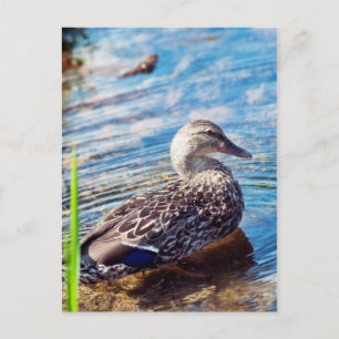 Dabbling Ripples Postkarte