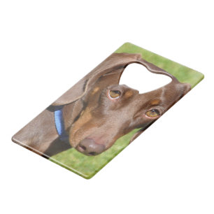 Dachshund