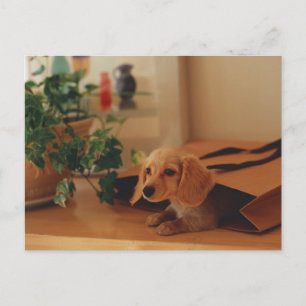 Dachshund (Begriffsklärung) Postkarte