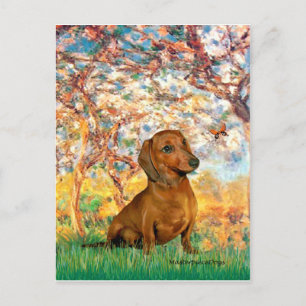 Dachshund (braun1) - Frühling Postkarte