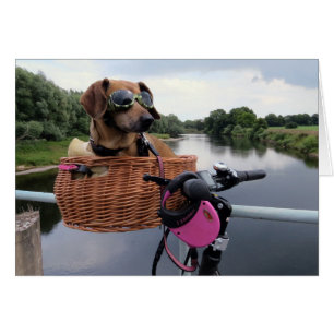 Dachshund Chien équitation dans le panier de vélo 