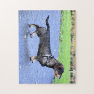 Dachshund Drahthaar voll
