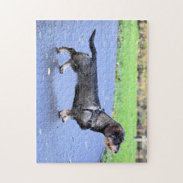 Dachshund Drahthaar voll (Vertikal)