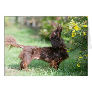 Dachshund miniature à cheveux longs 1