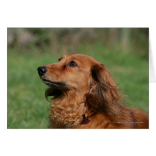 Dachshund miniature à cheveux longs 2