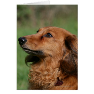 Dachshund miniature à cheveux longs 2