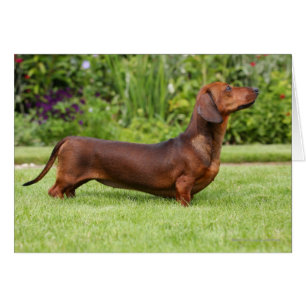 Dachshund miniature à poil lisse