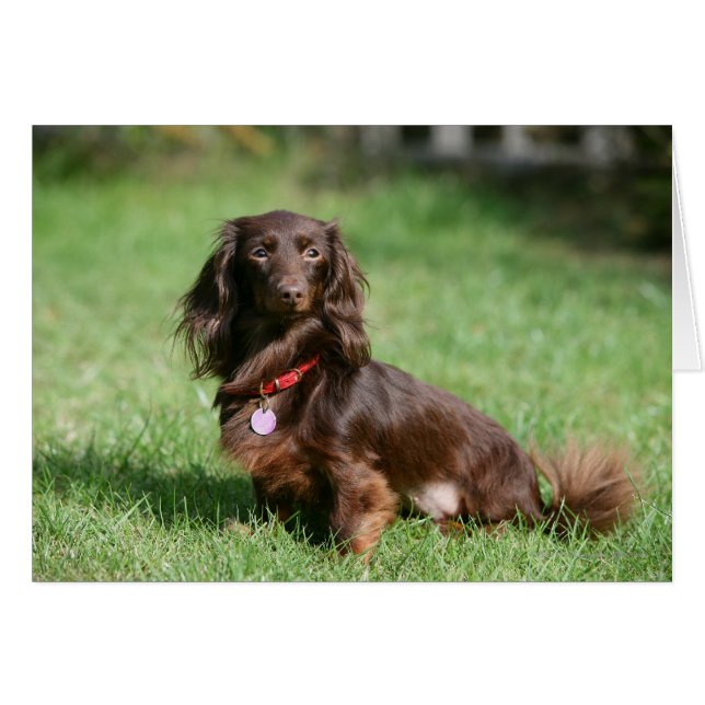 Dachshund miniature au chocolat et au tan aux chev (Devant horizontal)