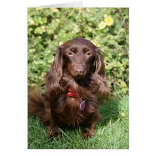 Dachshund miniature Brown aux cheveux longs