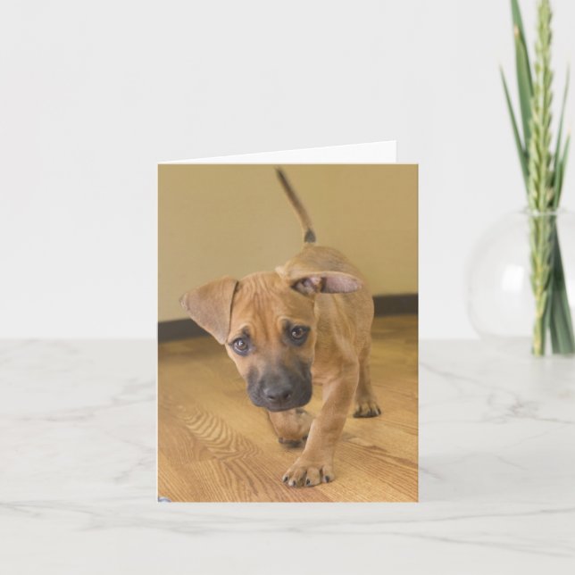 Dachshund Mix Note Cards 2 Karte (Vorderseite)