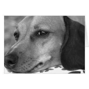 Dachshund mou