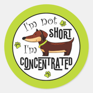 Dachshund nicht klein, ich bin konzentriert runder aufkleber