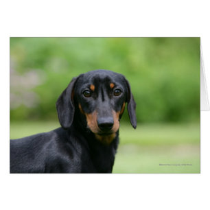 Dachshund noir et tan Miniture 1