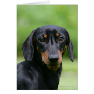 Dachshund noir et tan Miniture 1