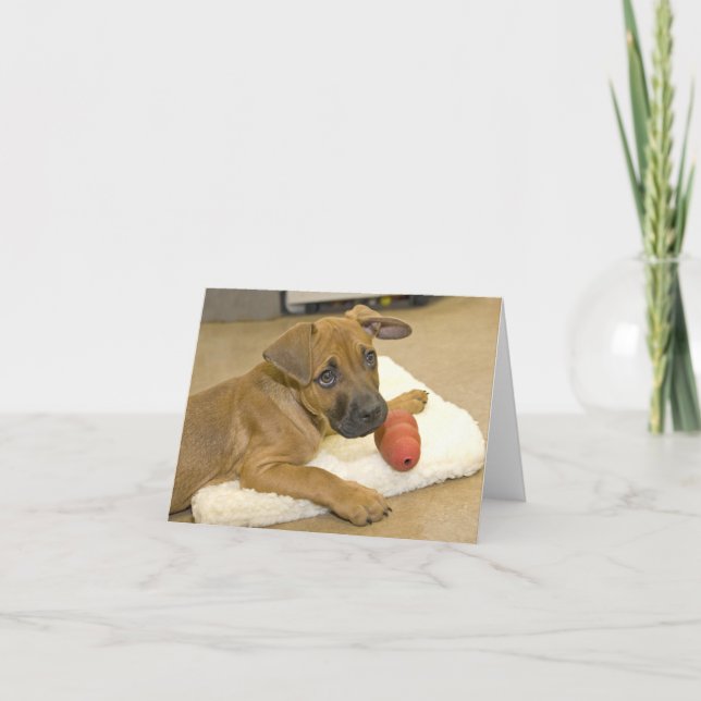 Dachshund Note Cards 3 Karte (Vorderseite)