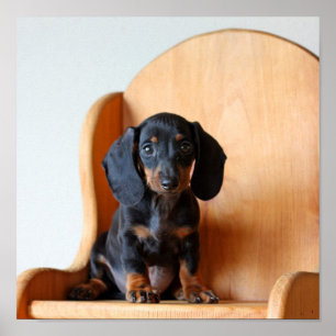 Dachshund pup poster