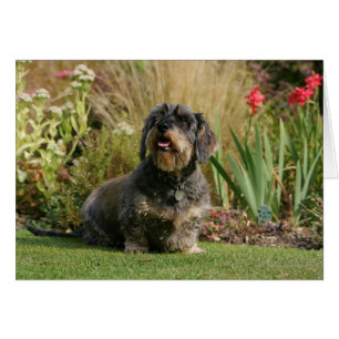 Dachshund standard à poils de fil