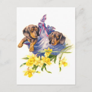 Dachshund-Welpen in Decke mit Narzissen Postkarte