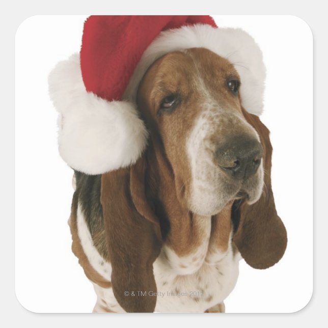 Dachshundjagdhund in der Weihnachtsmannmütze Quadratischer Aufkleber (Vorderseite)