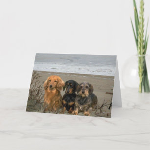 Dachshunds Sur La Carte De Plage
