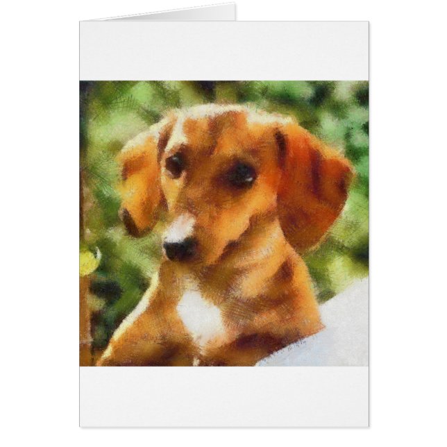 Dachsy (Vorne)