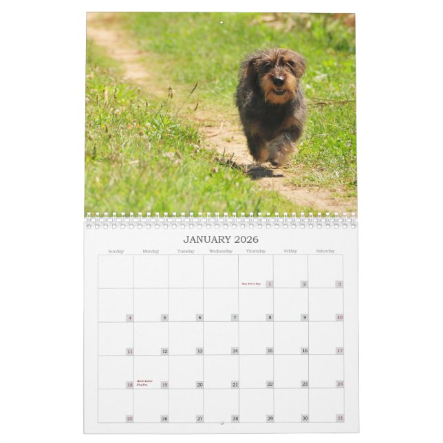 Dackel 2009 - kundengerechter Kalender! Kalender (Jan 2026)