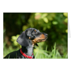 Dackel "Black and Tan Miniture" 3