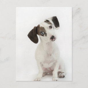 Dackel/Chihuahua-Welpe Postkarte