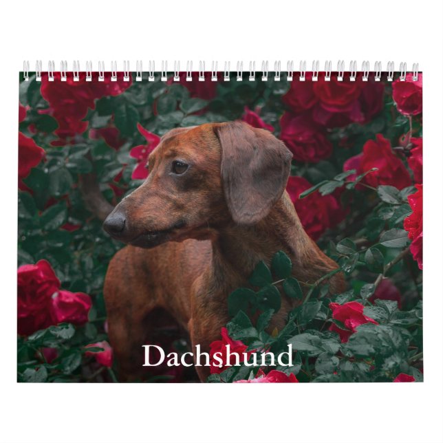 Dackel Dog-Kalender Kalender (Titelbild)