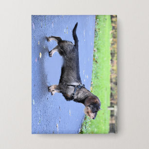 Dackel Drahthaar voll Button