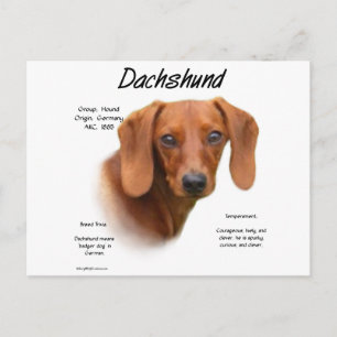 Dackel (glatt) Historiendesign Postkarte