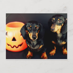 Dackel Halloween Postkarte