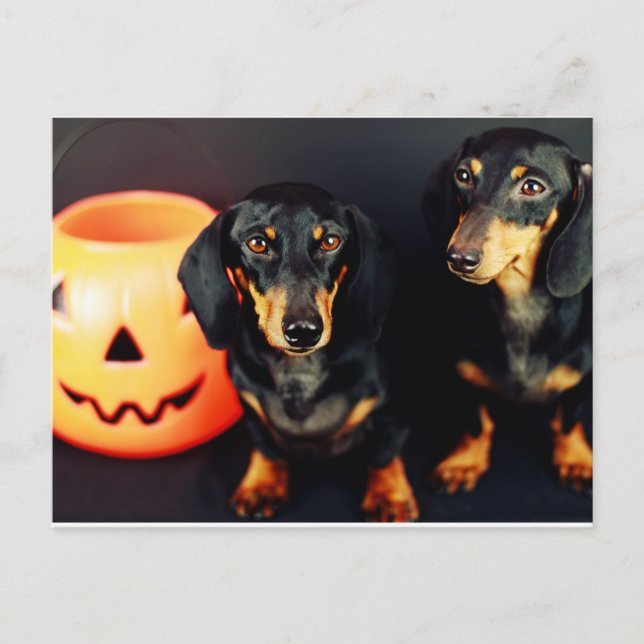 Dackel Halloween Postkarte (Vorderseite)