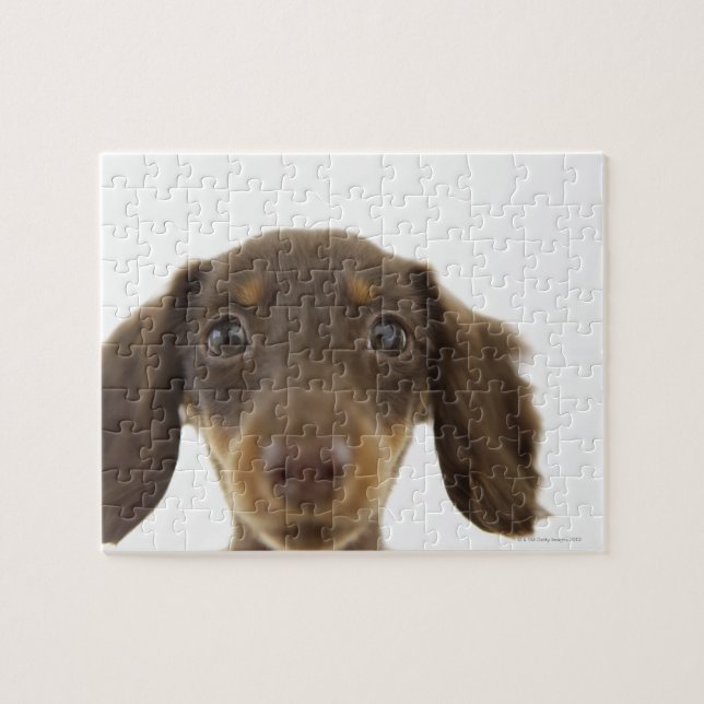 Dackel Hund (braun) 2 (Horizontal)