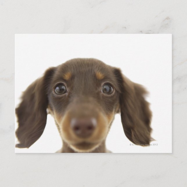 Dackel Hund (braun) 2 Postkarte (Vorderseite)