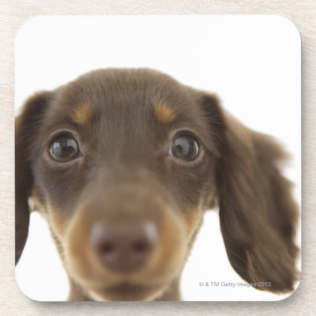 Dackel-Hund (Braun) 2 Untersetzer (Vorderseite)